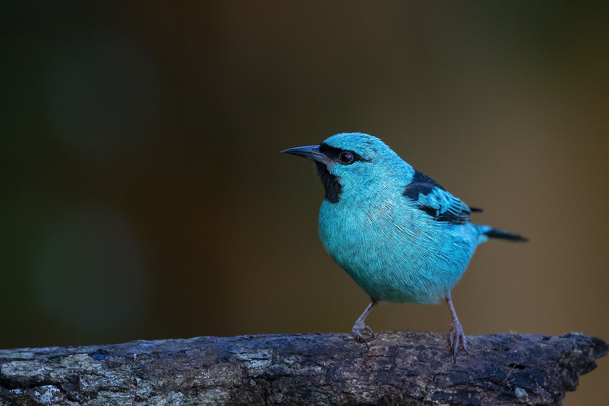 Blue Dacnis - ML215577021