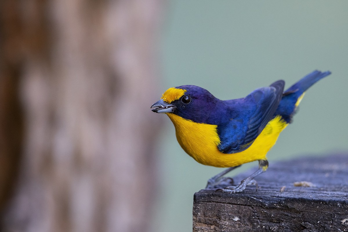 Violaceous Euphonia - ML215577601