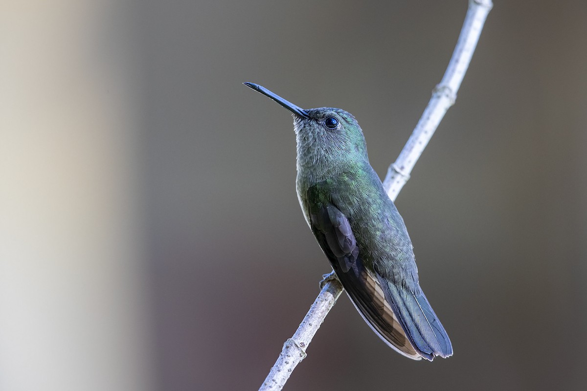 Sombre Hummingbird - ML215577871