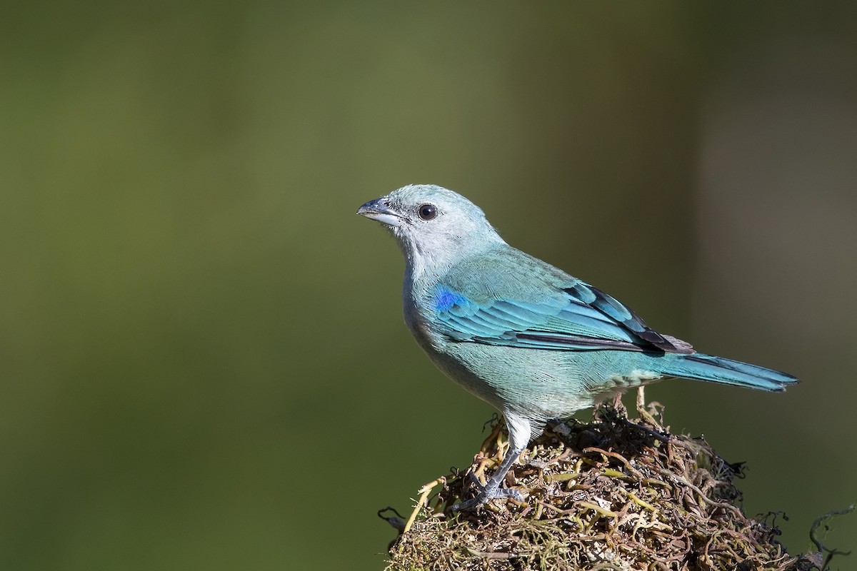 Azure-shouldered Tanager - ML215578281