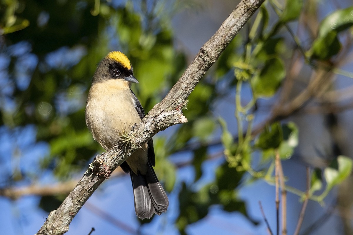 Black-goggled Tanager - ML215578321