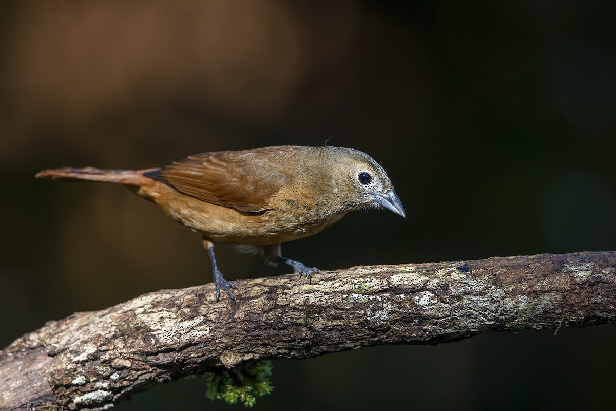 Ruby-crowned Tanager - ML215578511