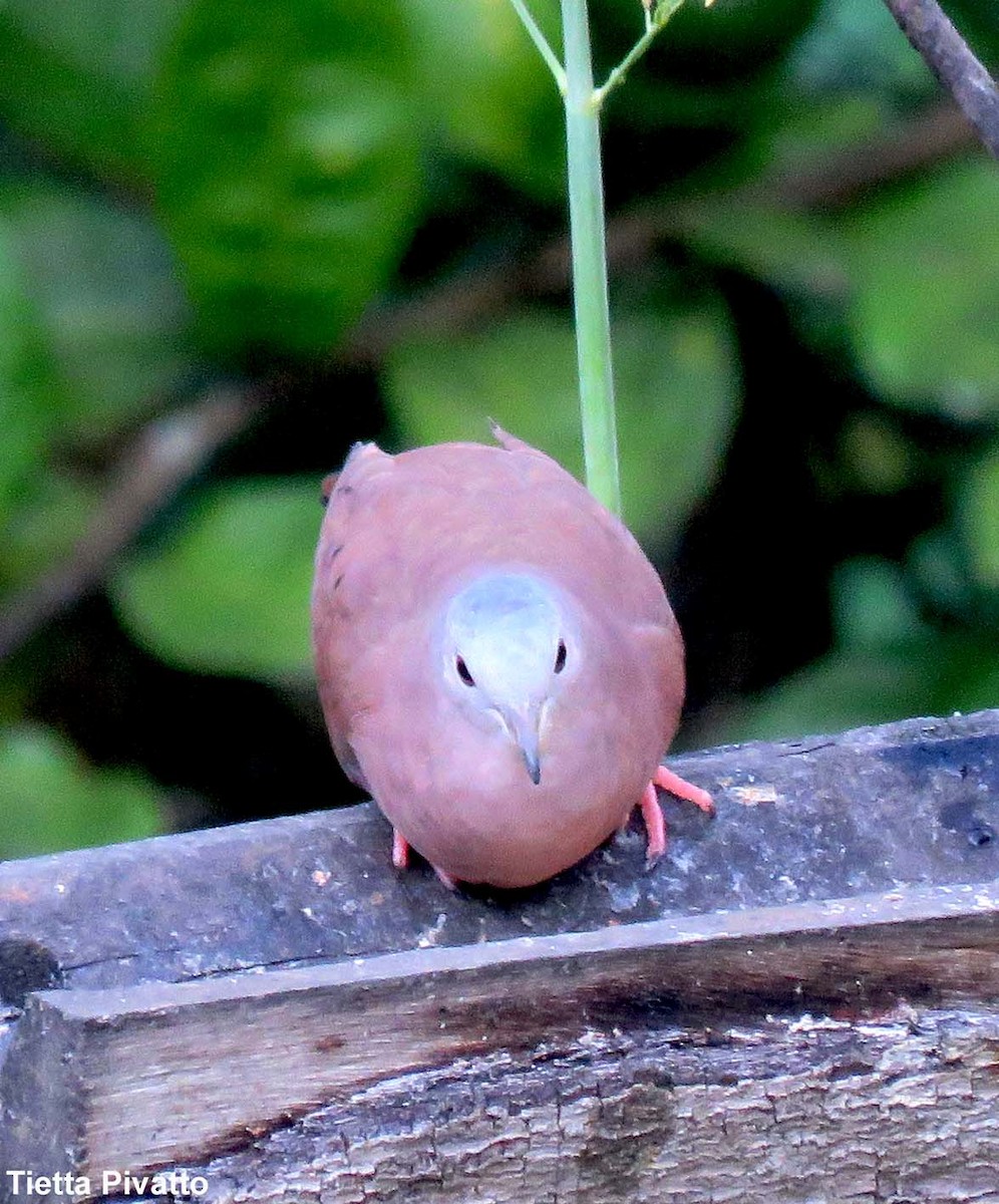 Ruddy Ground Dove - ML215578521