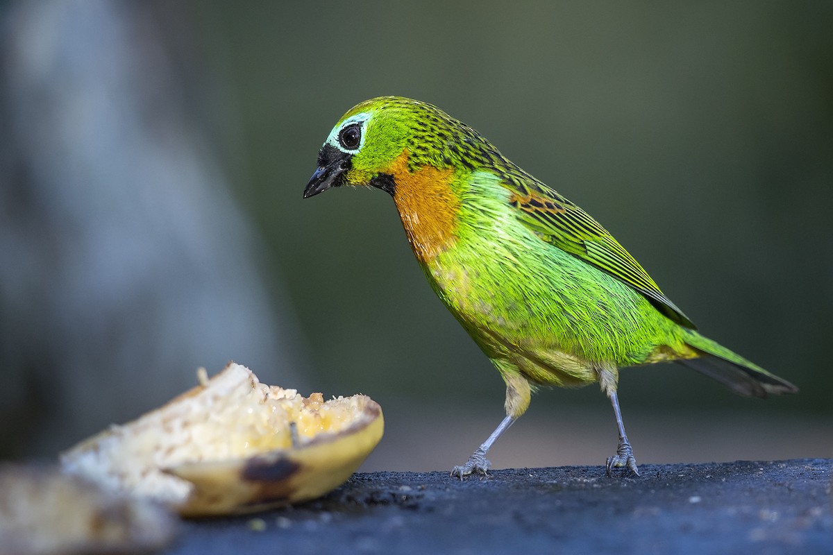 Brassy-breasted Tanager - ML215578561