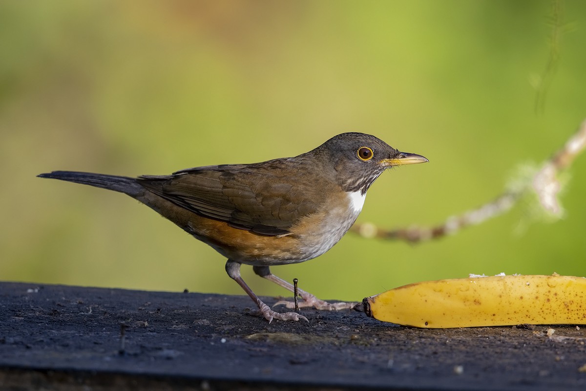 White-necked Thrush (Rufous-flanked) - ML215578971