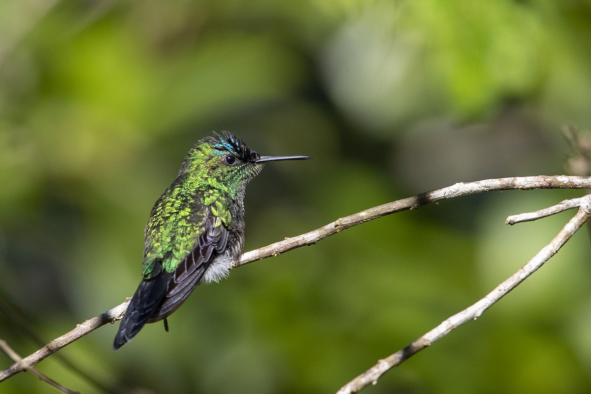 Violet-capped Woodnymph - Niall D Perrins