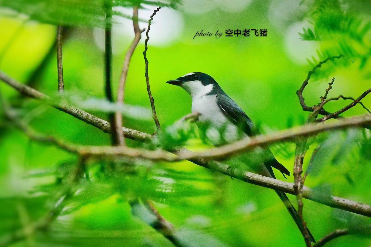 askemønjefugl - ML215580641