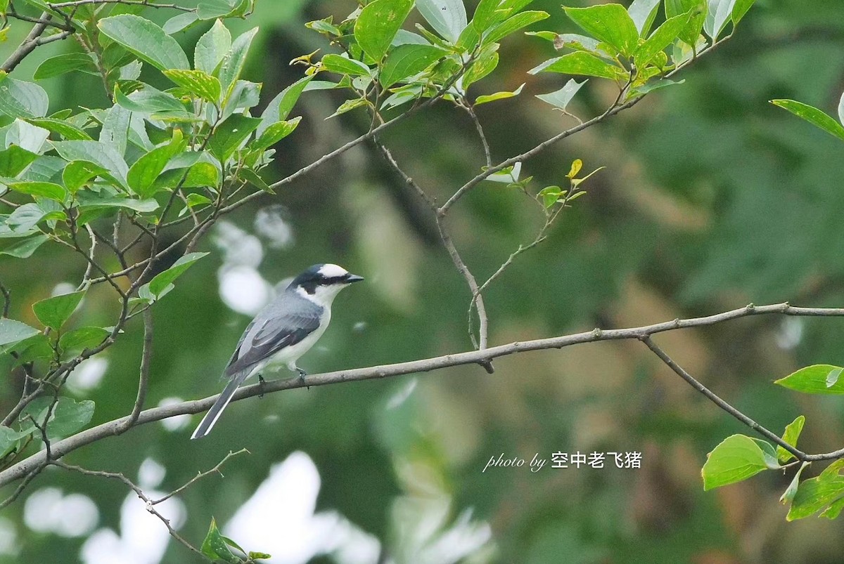 askemønjefugl - ML215580661