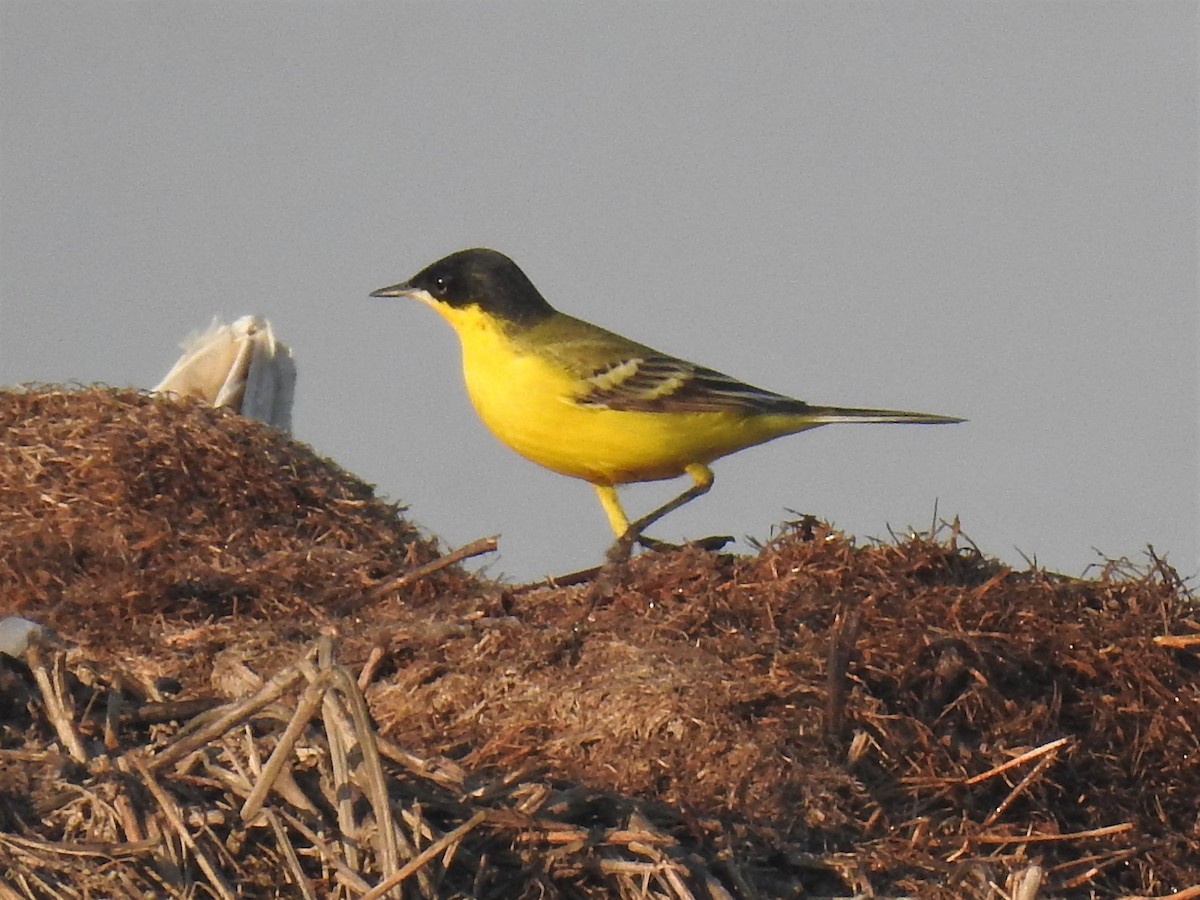 Western Yellow Wagtail (feldegg) - ML215580671