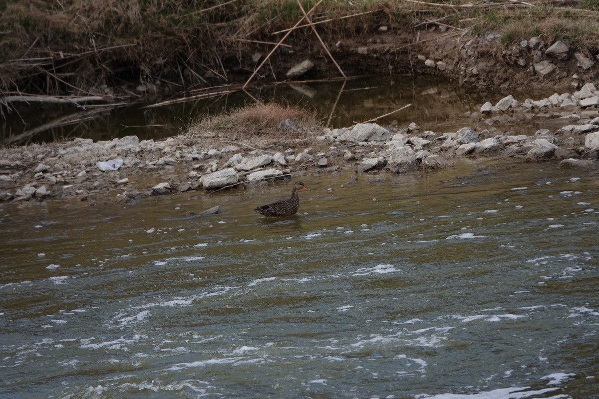 Mallard/Mexican Duck - ML215582371