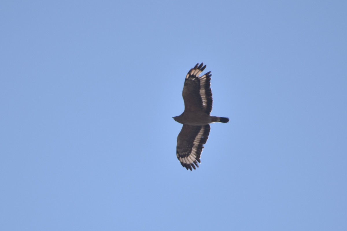 Crested Serpent-Eagle - ML215582491