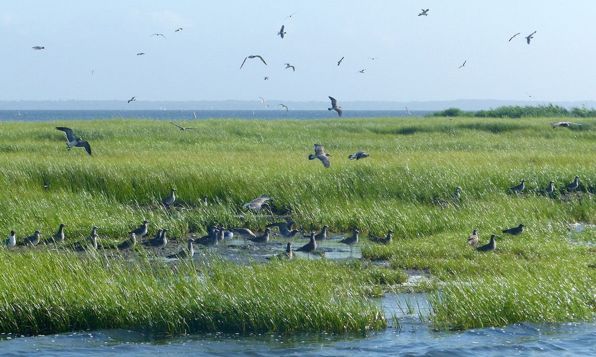 Gaviota Guanaguanare - ML215583031