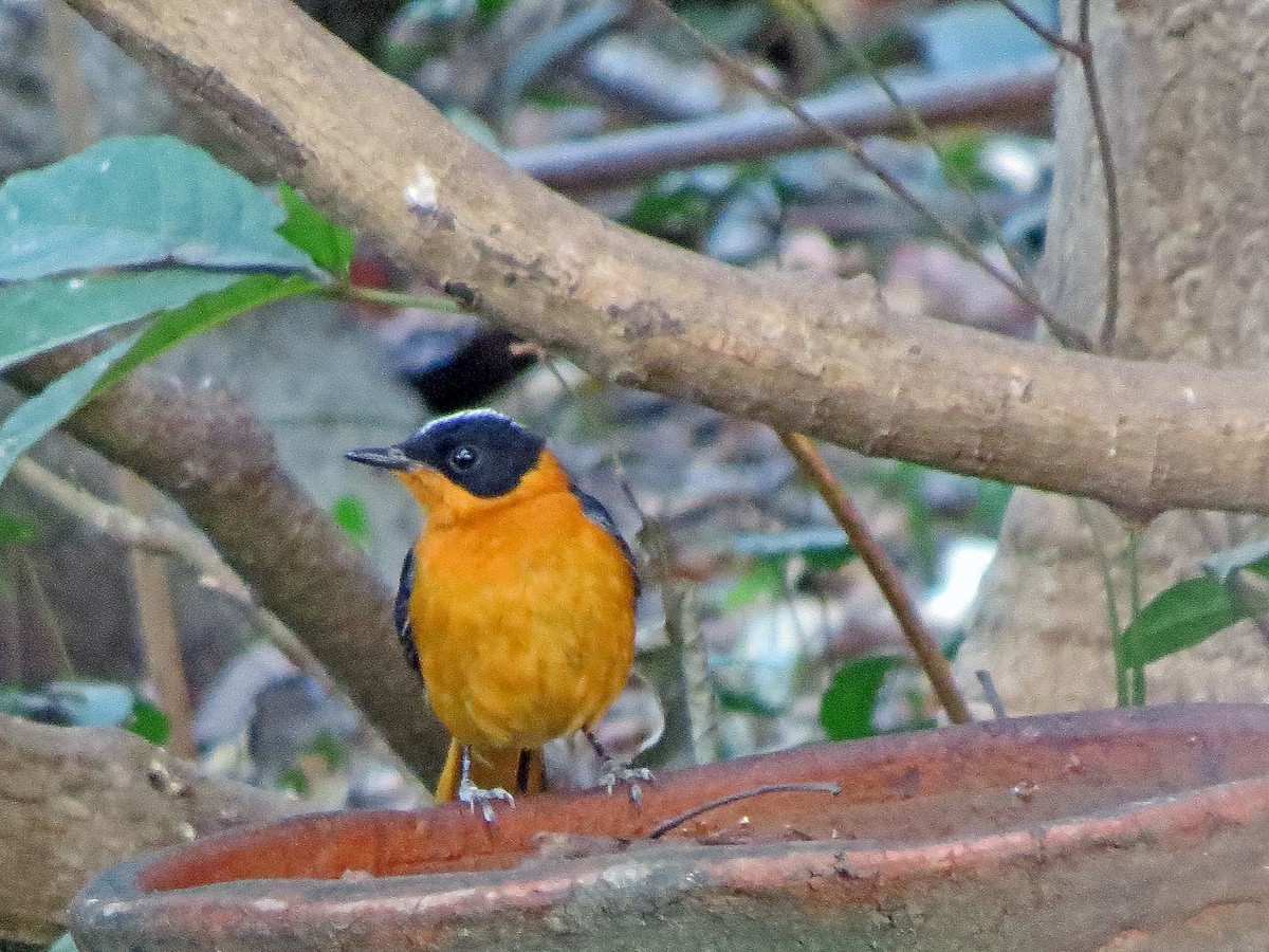 Snowy-crowned Robin-Chat - ML215584071