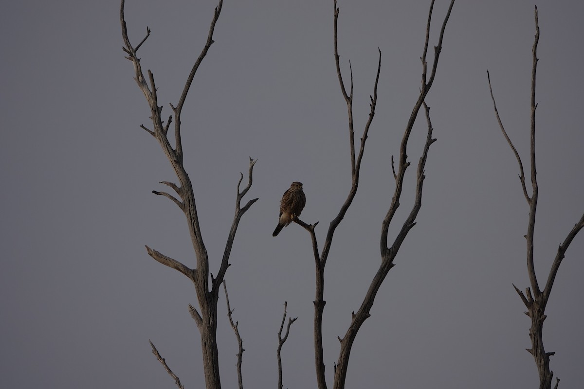 dřemlík tundrový - ML215584421