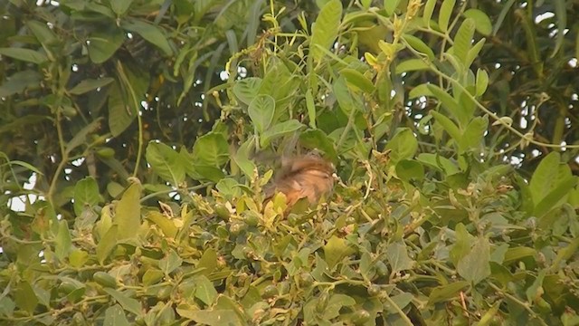 Pepitero Grisáceo del Amazonas - ML215584811