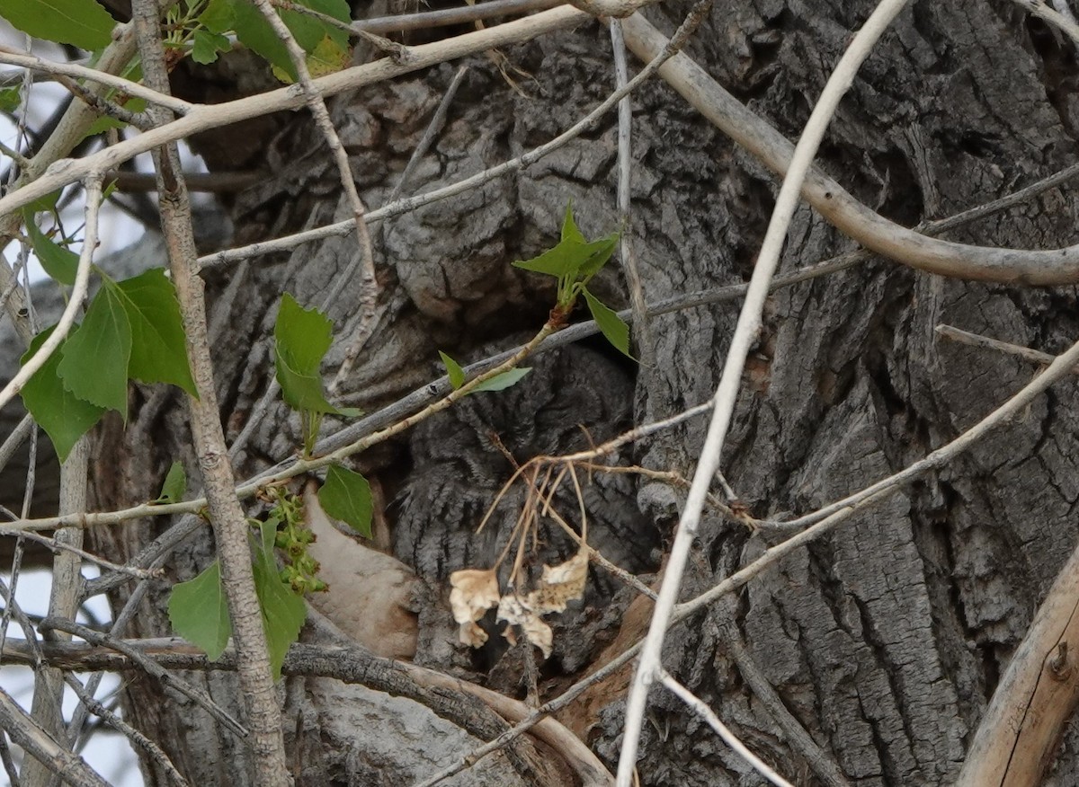 výreček západní - ML215584861