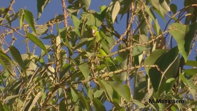 Cobalt-rumped Parrotlet - ML215584901