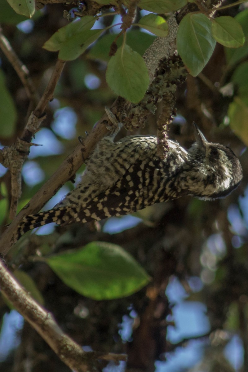 Striped Woodpecker - ML215585081