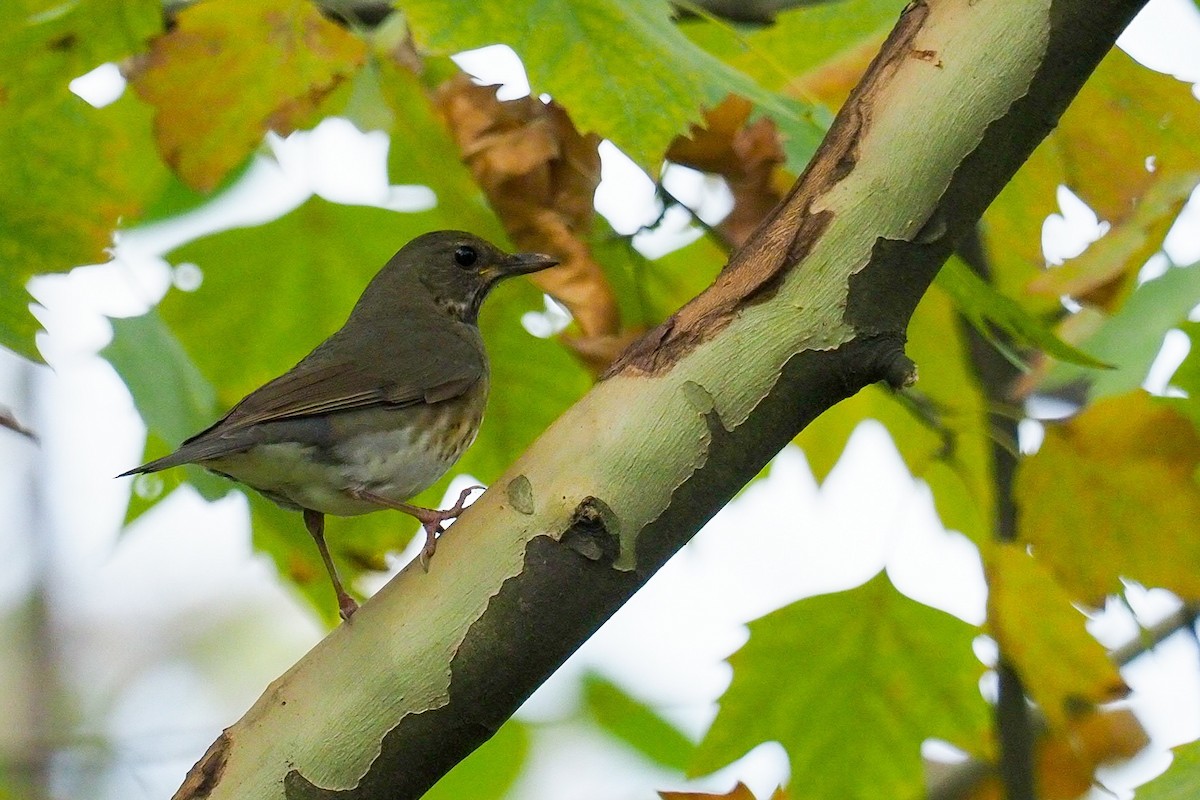 hjertetrost - ML215586091