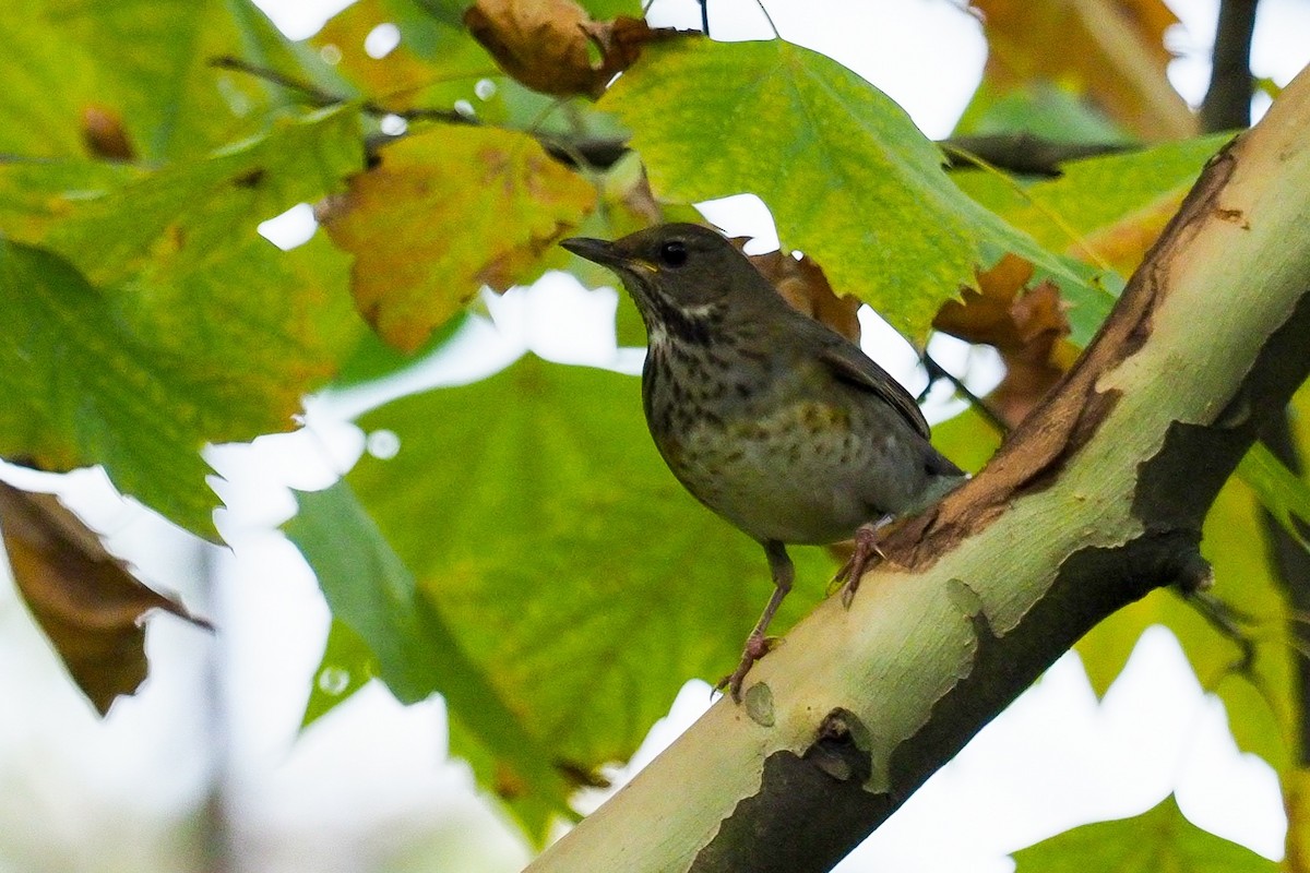 hjertetrost - ML215586121