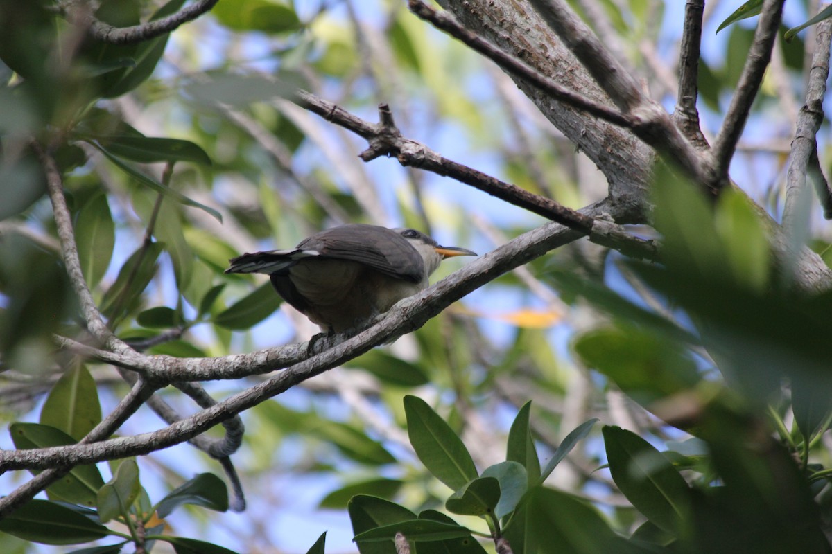 Mangrove Cuckoo - ML215586631