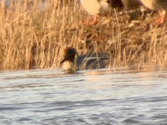 Green-winged Teal (Eurasian) - ML215587571