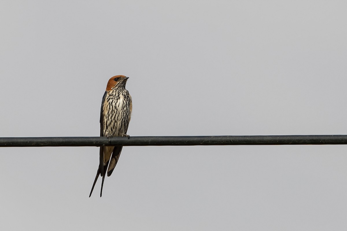 Lesser Striped Swallow - ML215588321