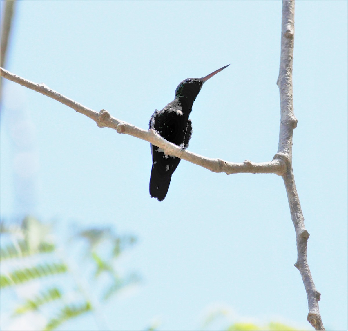 Blue-vented Hummingbird - ML215588381