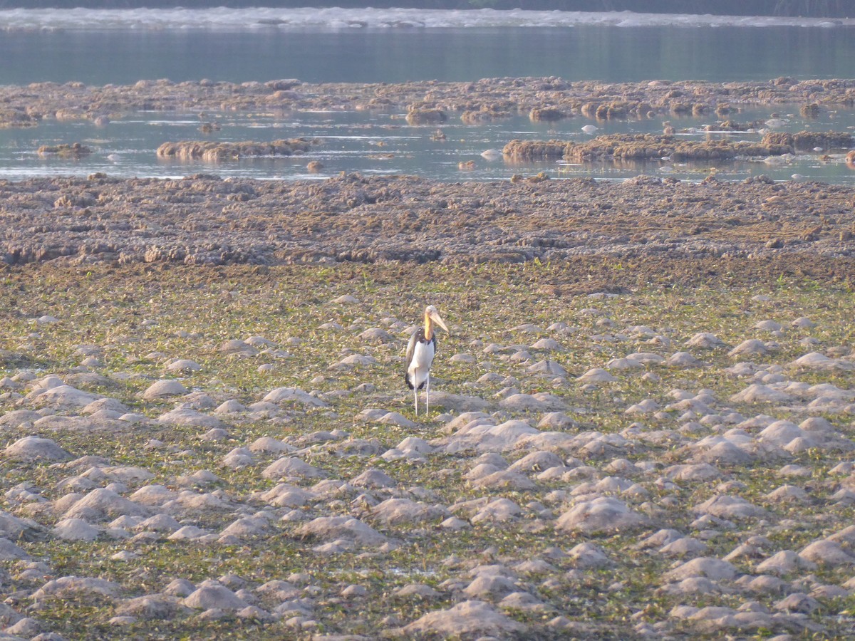 Lesser Adjutant - Ross Carter