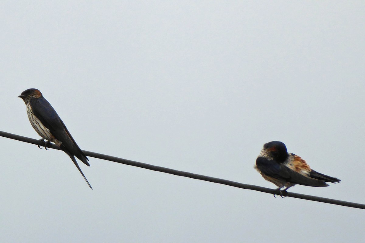 Golondrina Estriada - ML215590151