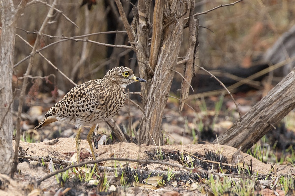 Spotted Thick-knee - ML215590981
