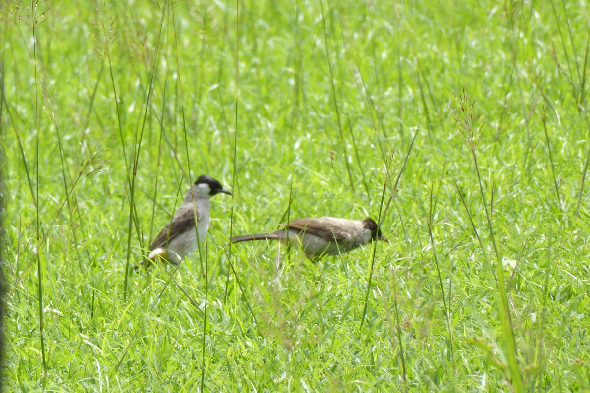 Sooty-headed Bulbul - Ross Carter