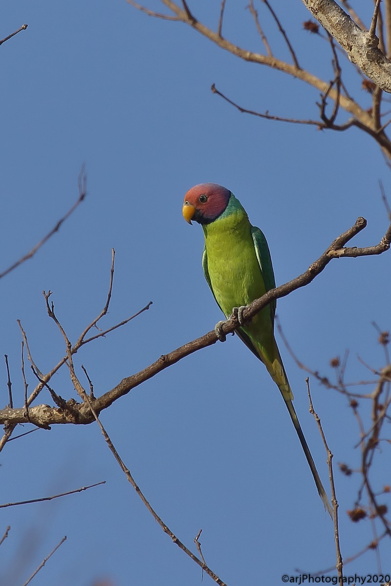 Plum-headed Parakeet - ML215591831