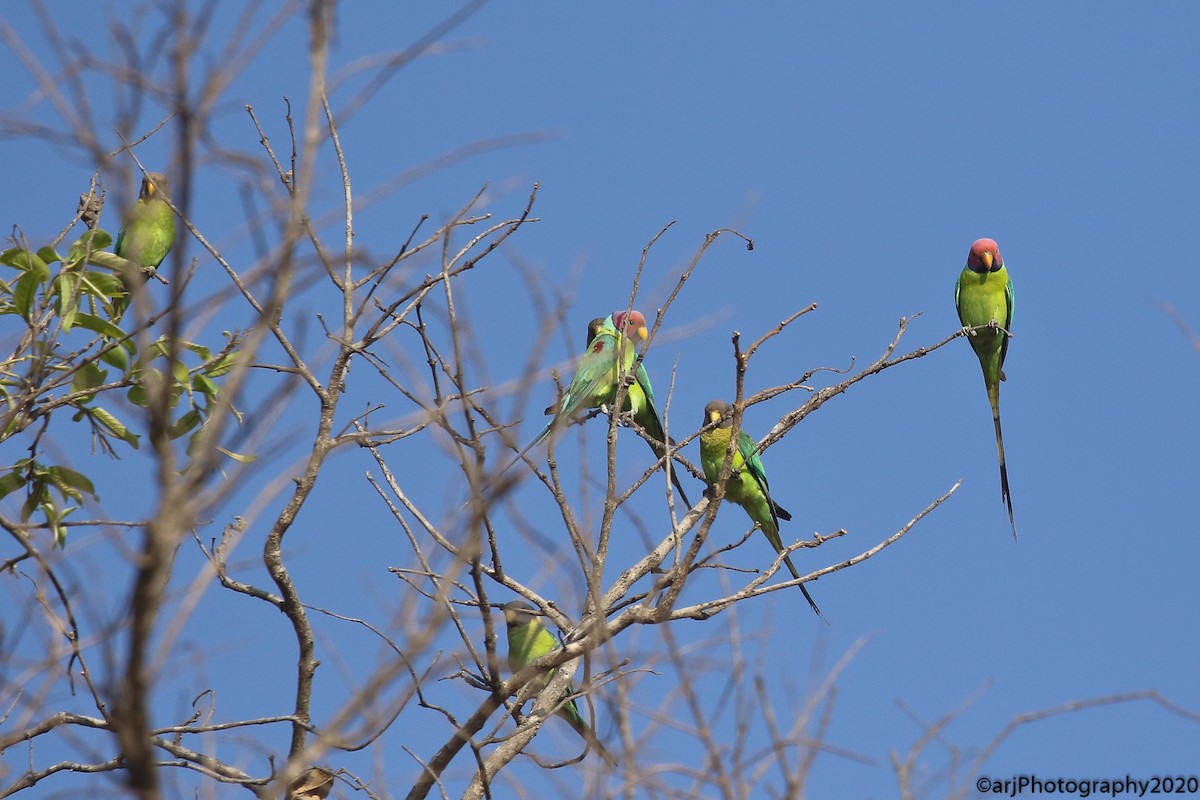 Plum-headed Parakeet - ML215591841