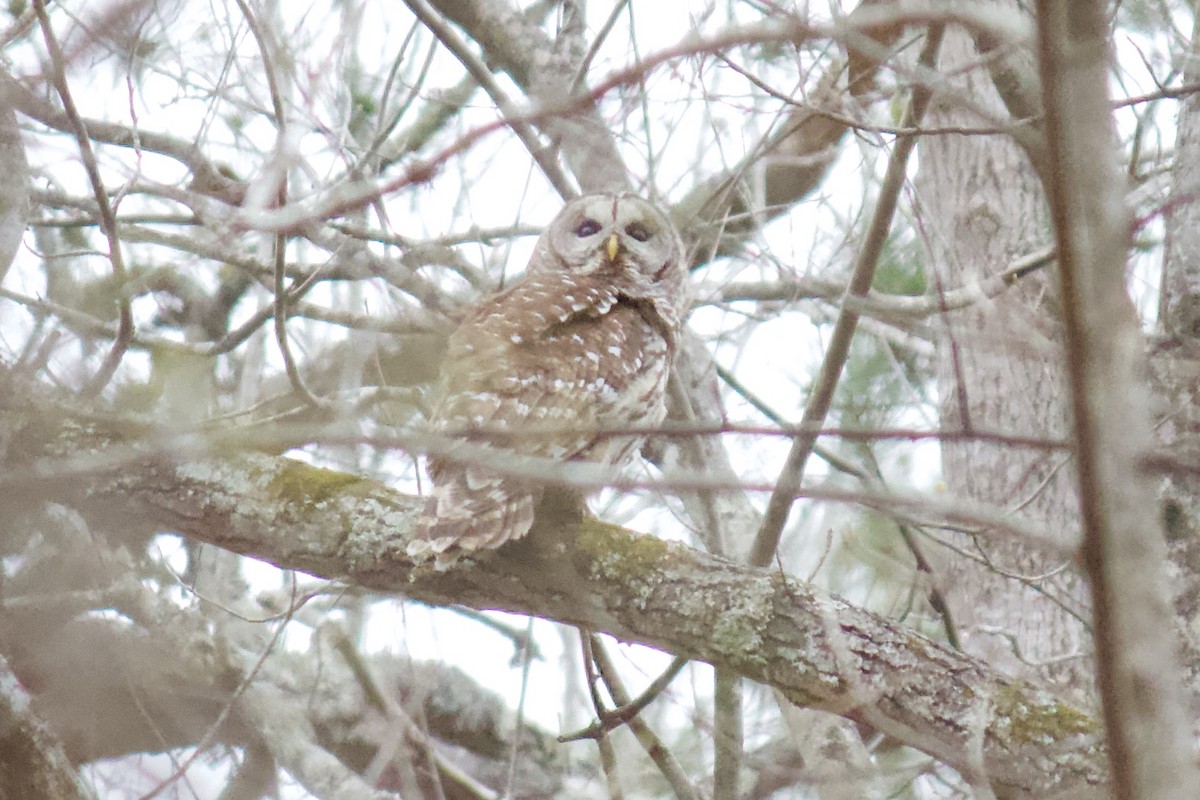 Barred Owl - ML215593541