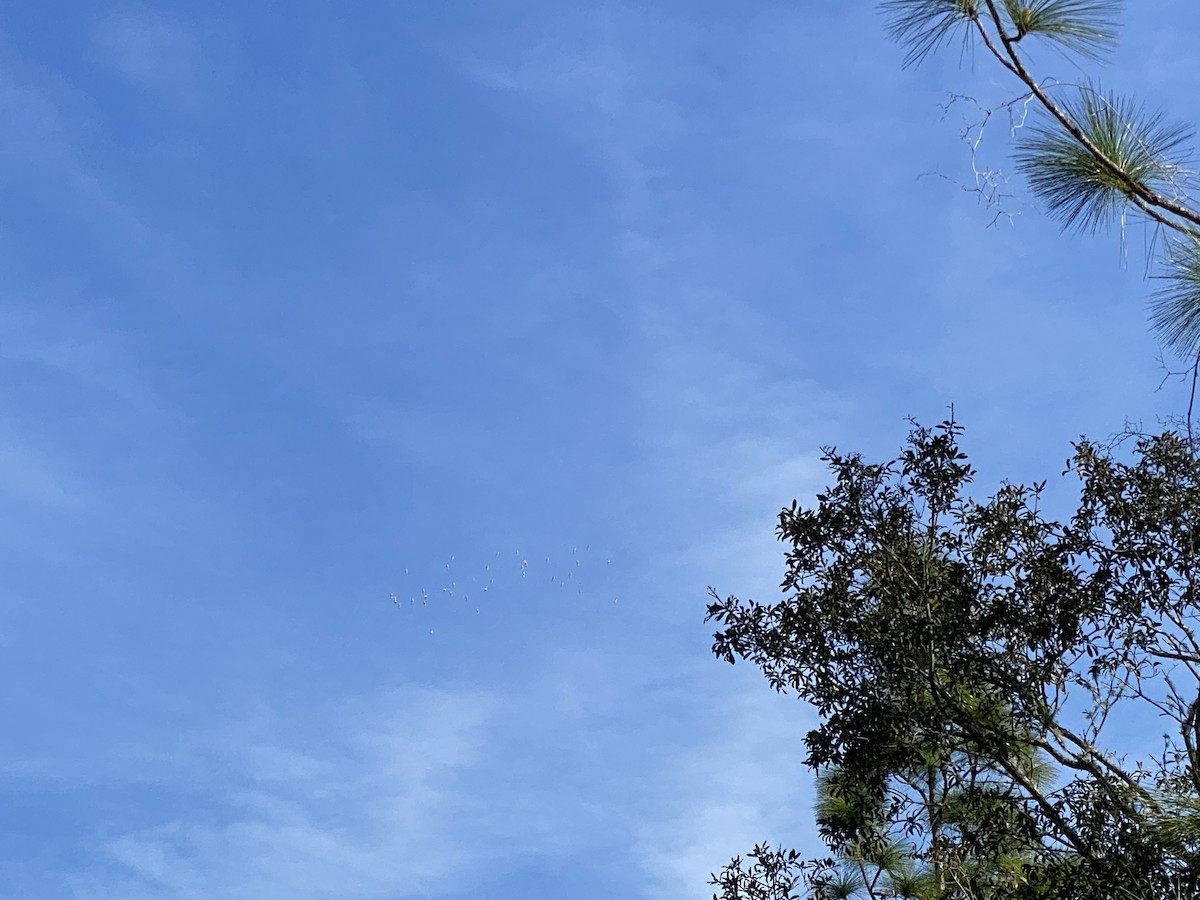 American White Pelican - ML215593751