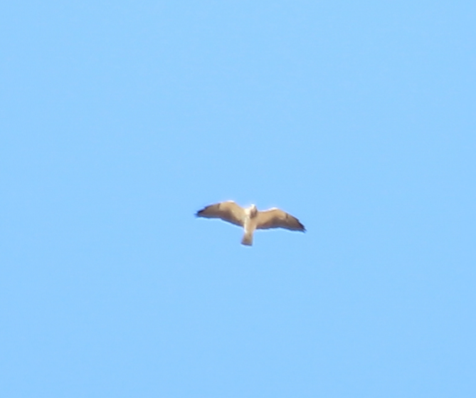 Swainson's Hawk - Paul 🐈🔭🦜 Rodríguez @elpuma