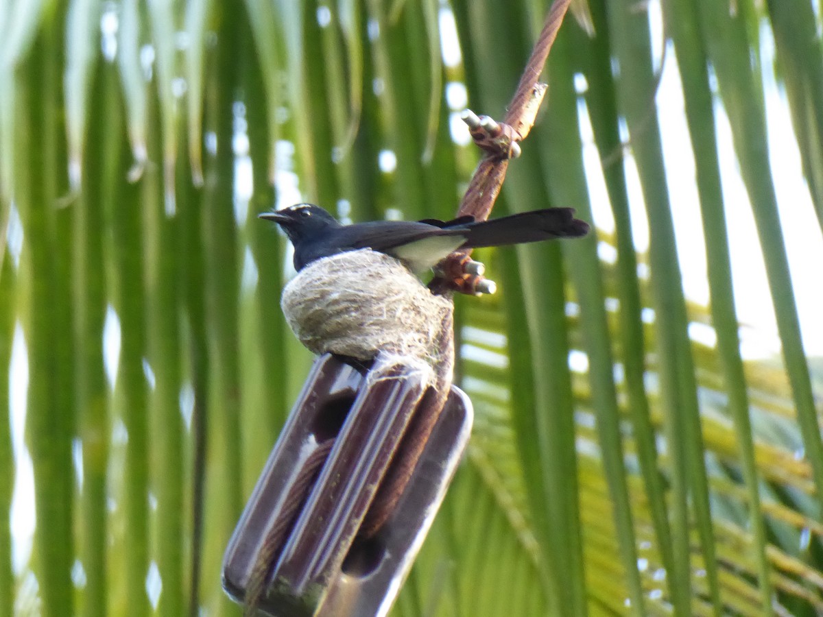 Willie-wagtail - Ross Carter