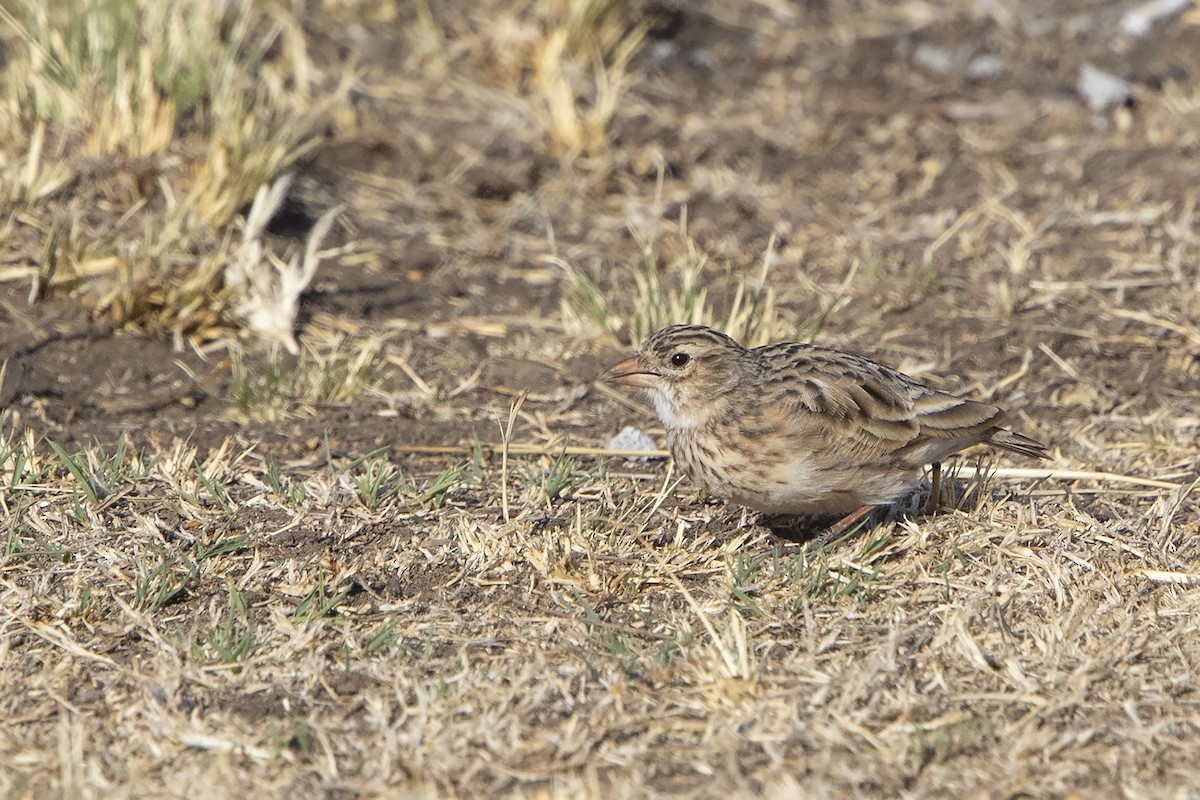 Botha's Lark - Niall D Perrins