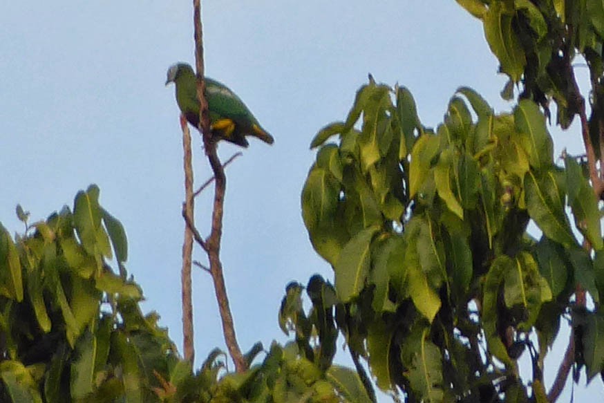 Gray-headed Fruit-Dove - ML215596171