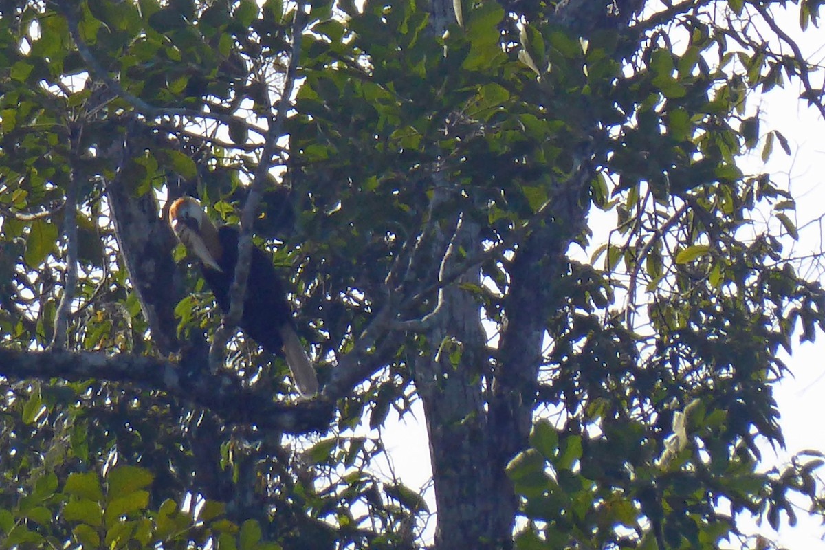 Blyth's Hornbill - ML215596391