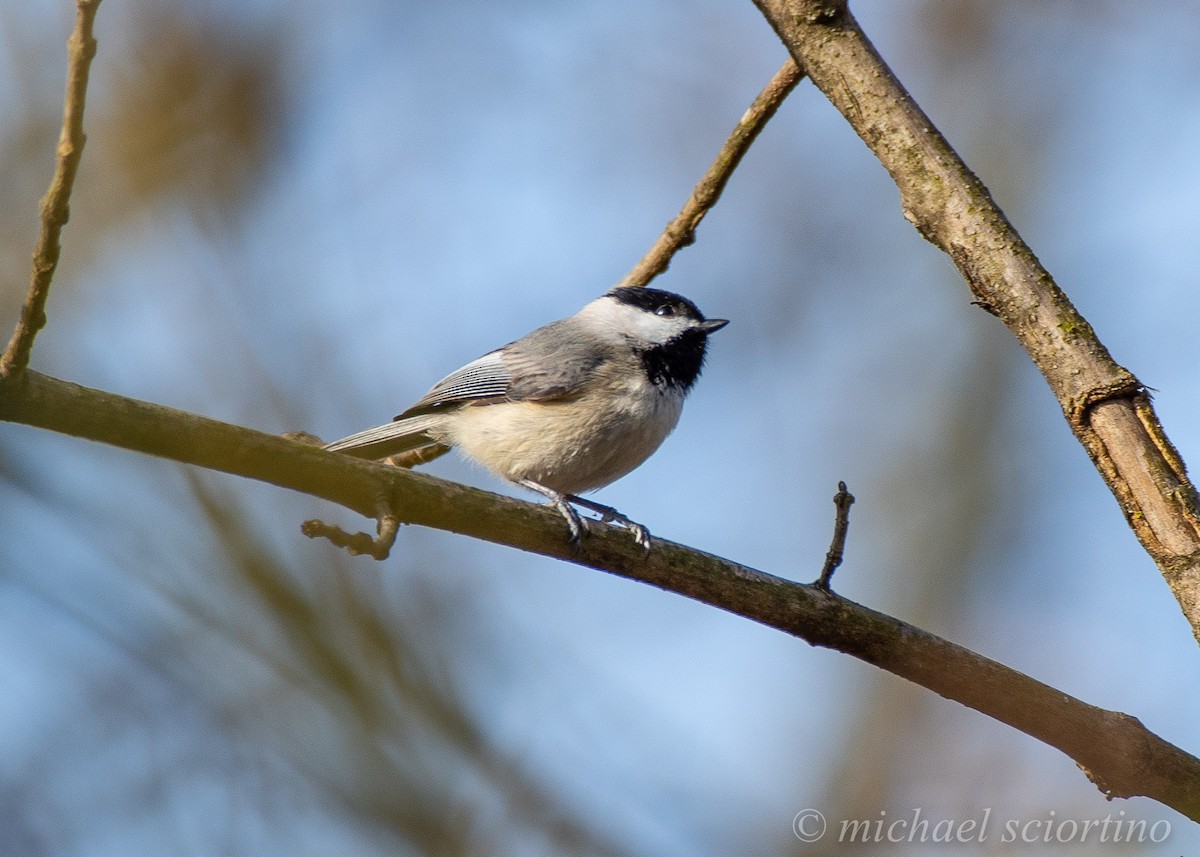 Carolina Chickadee - ML215597121