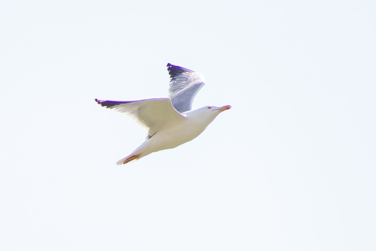 Yellow-legged Gull - ML215597921