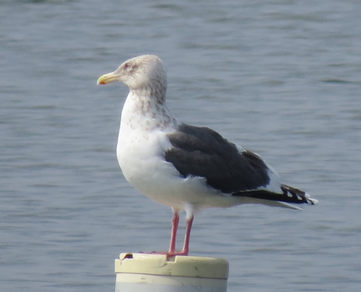 Gaviota de Kamchatka - ML215599281