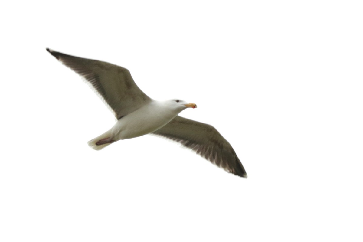 Herring Gull - Letty Roedolf Groenenboom