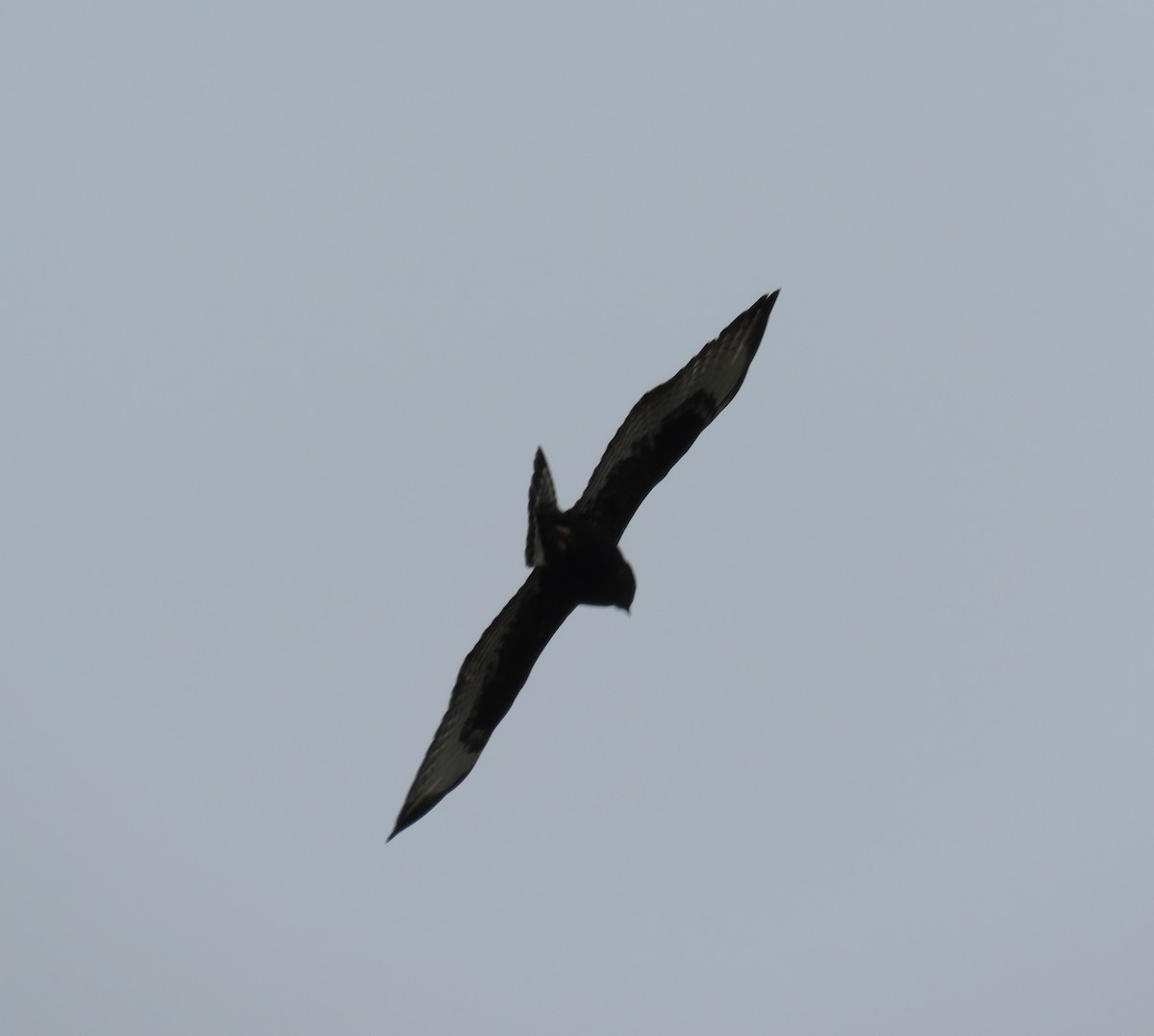 Rough-legged Hawk - ML21559981