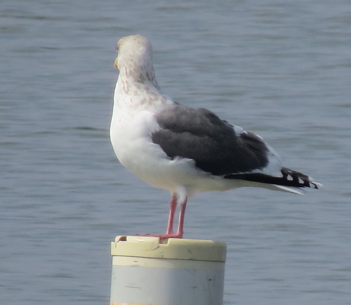 Gaviota de Kamchatka - ML215599911