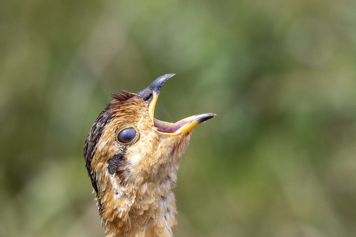 Coqui Francolin (Plain-breasted) - ML215599951