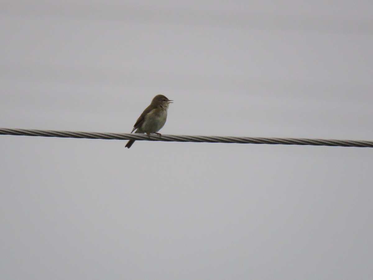 Willow Warbler - ML215600911