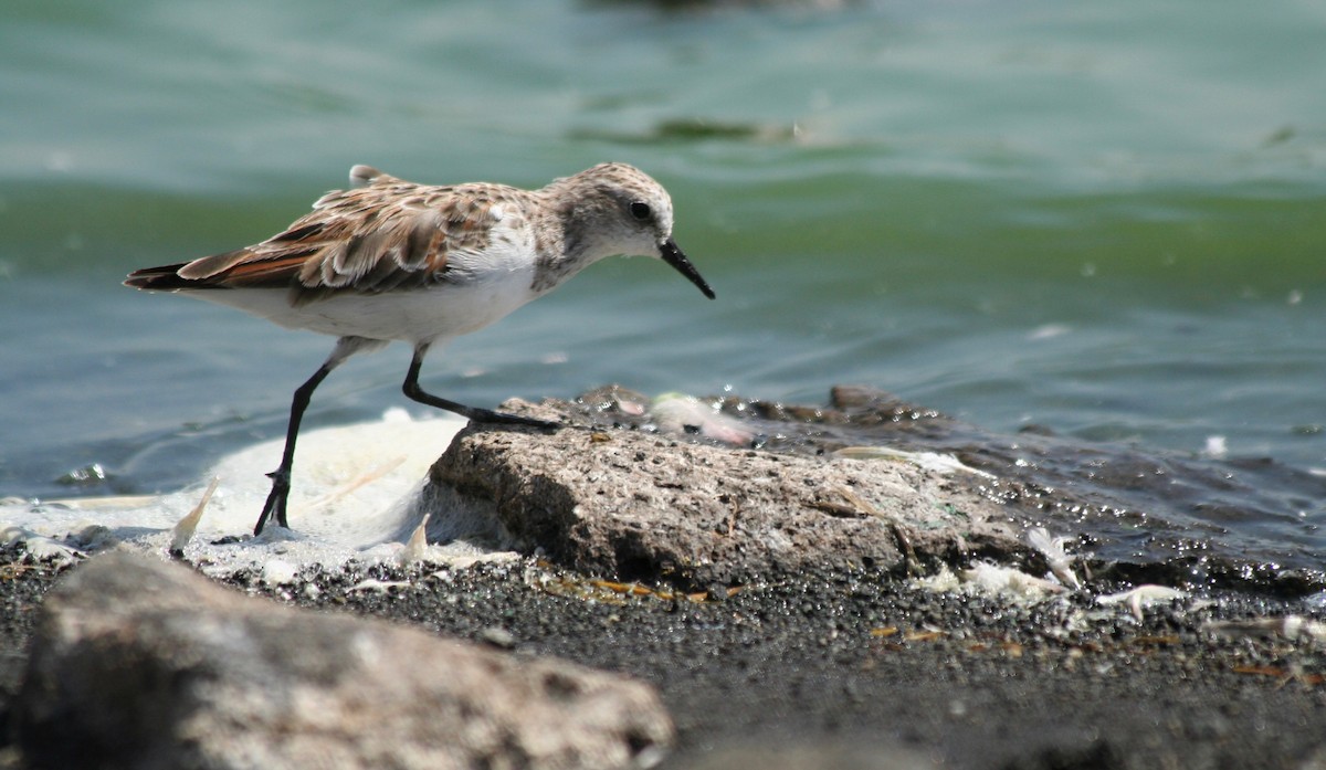 Little Stint - ML215601341